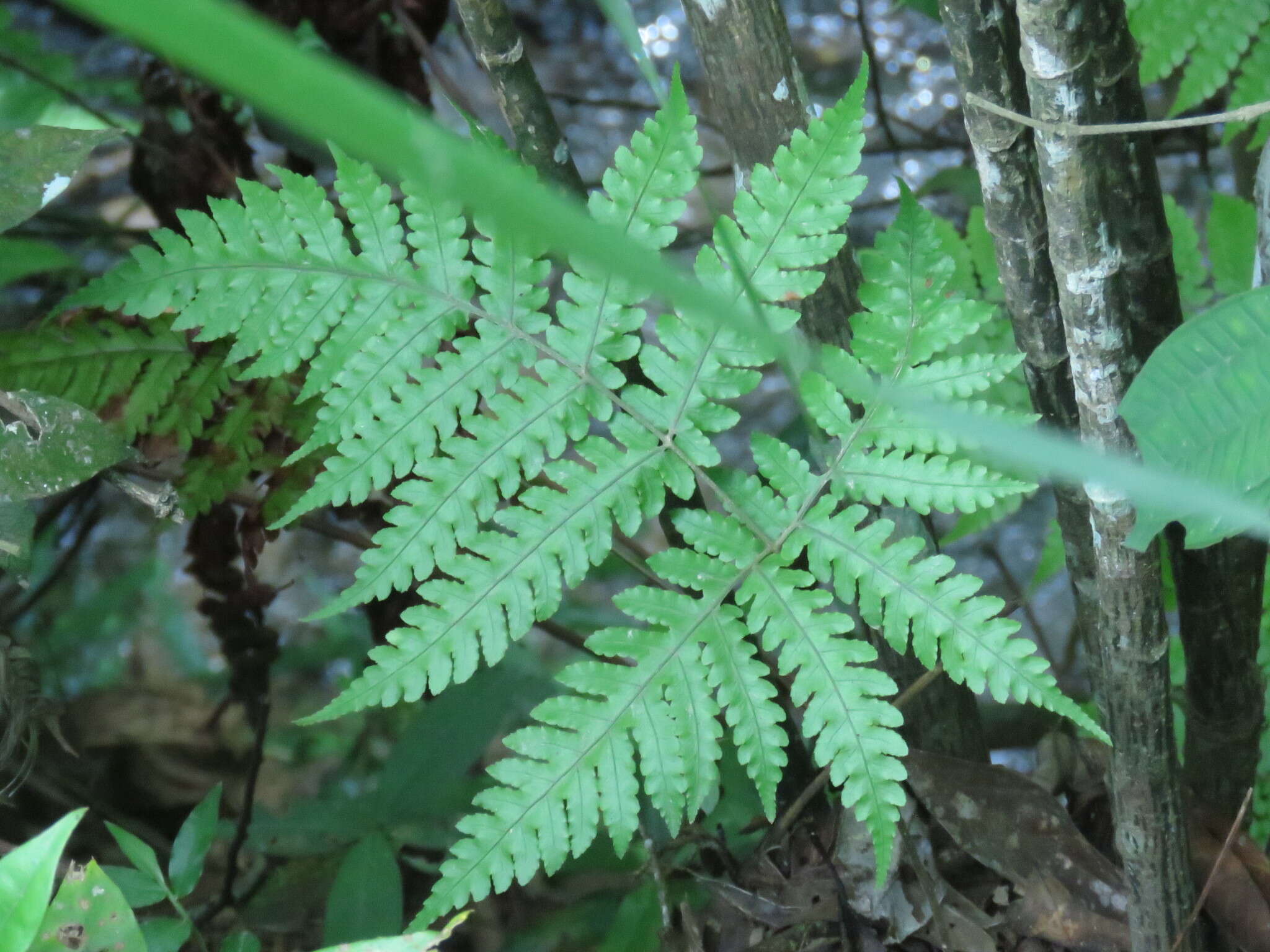 Sivun Pleocnemia cumingiana C. Presl kuva