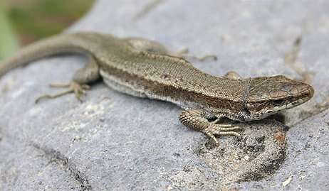 Image of Pyrenean rock lizard