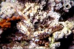 Image of white starfish