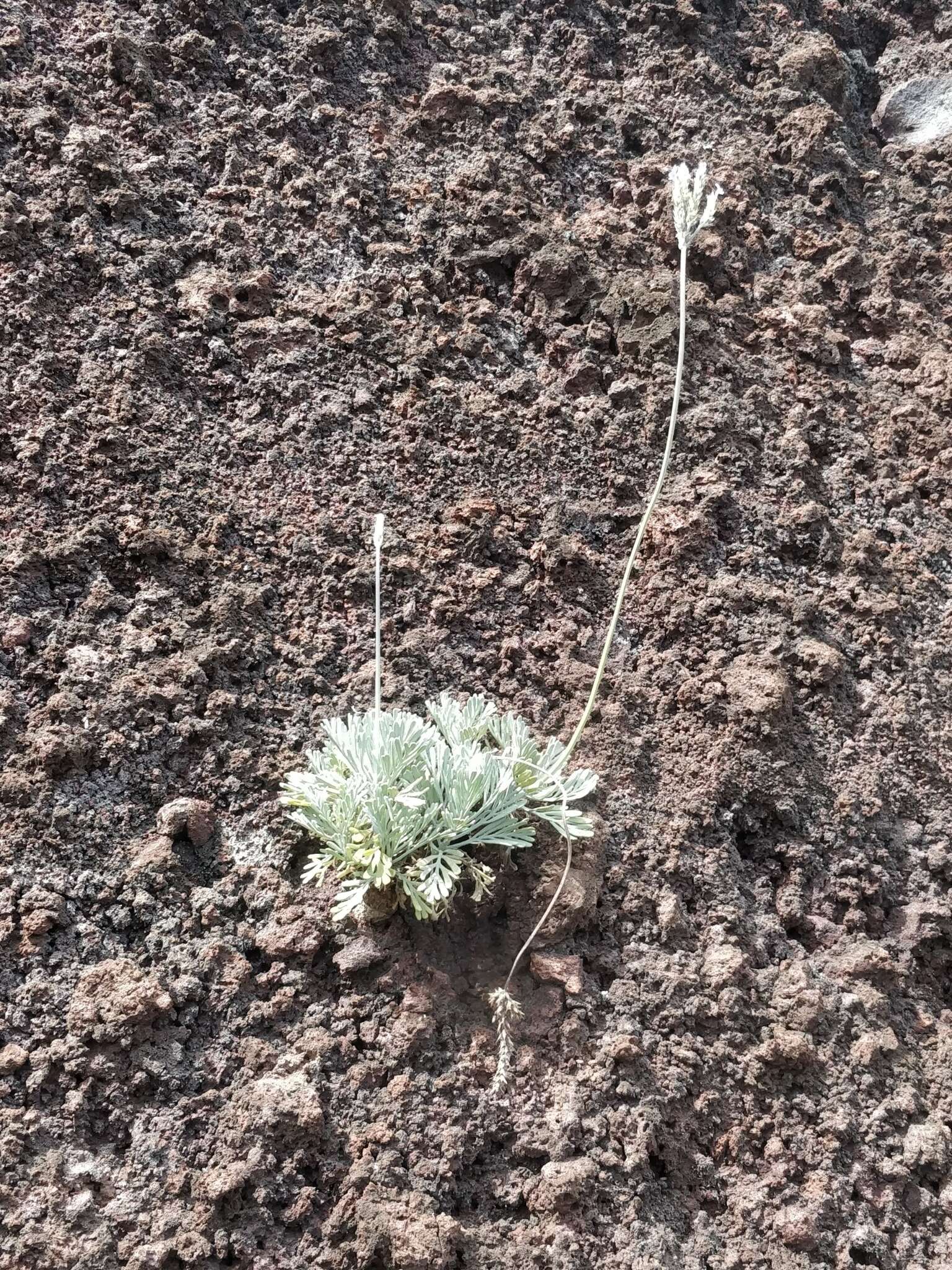 Plancia ëd Lavandula pinnata Lundmark