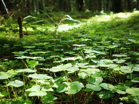 Imagem de Oxalis acetosella L.