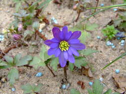 Image of Balkan Anemone