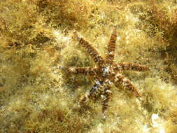 Image of white starfish