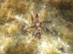 Image of white starfish