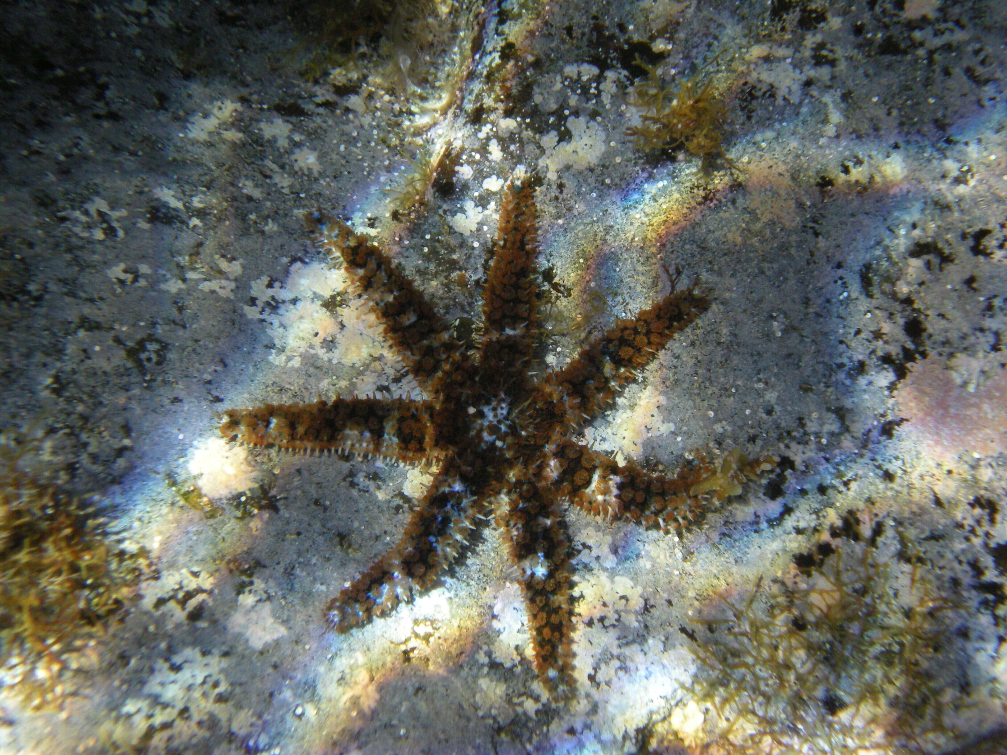 Image of white starfish