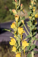 Plancia ëd Linaria dalmatica subsp. dalmatica