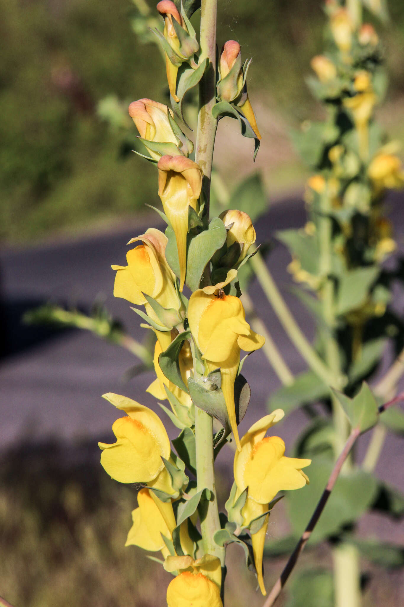 Image of Linaria dalmatica subsp. dalmatica