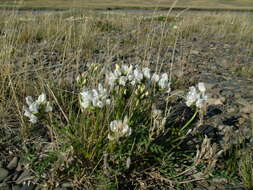 Image de Oxytropis middendorffii Trautv.