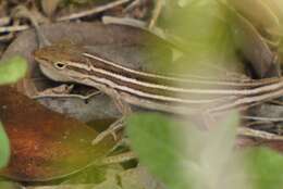 Image of Five-striped grass anole