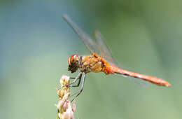 Image of Ruddy Darter