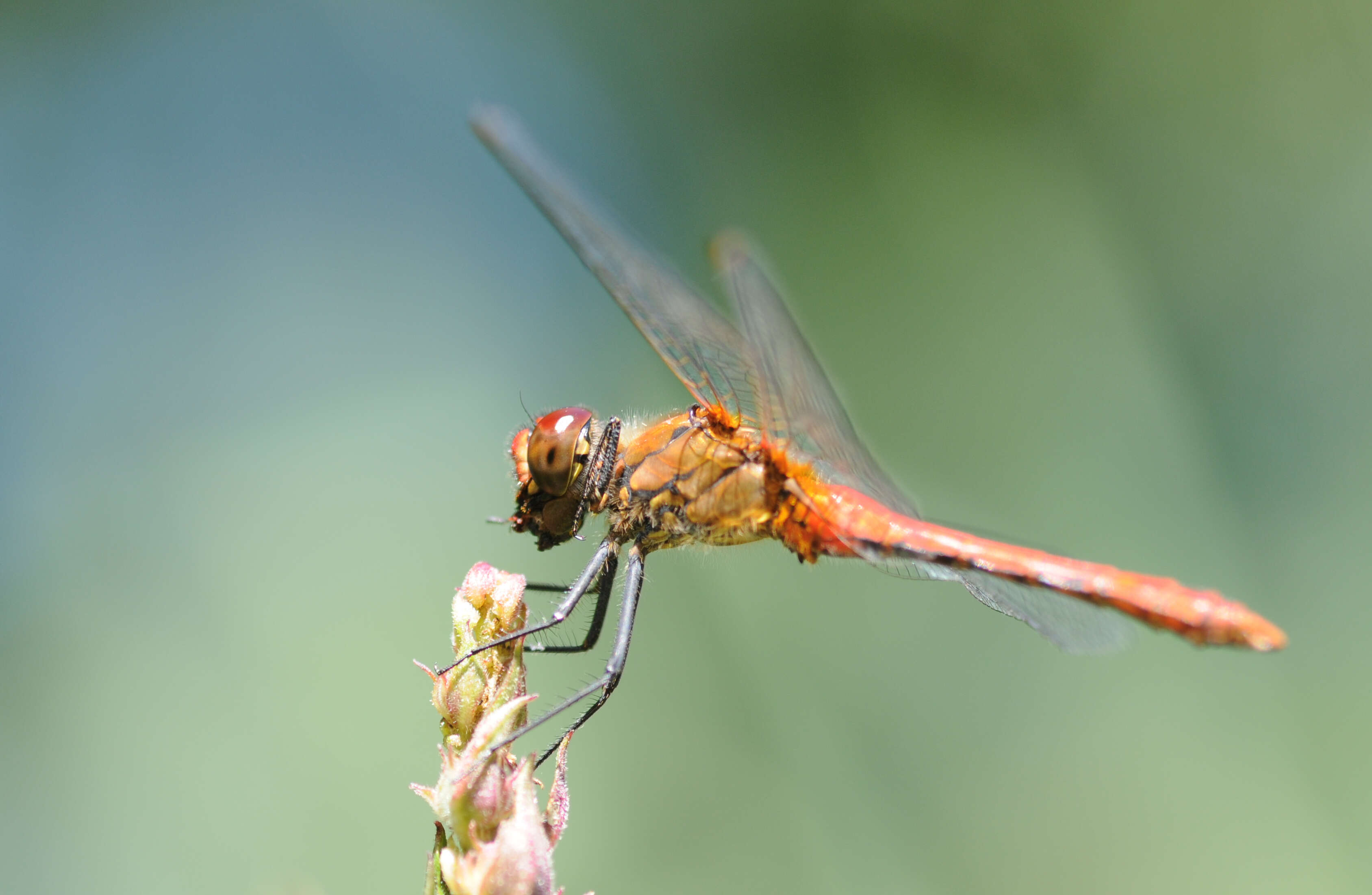 Image of Ruddy Darter