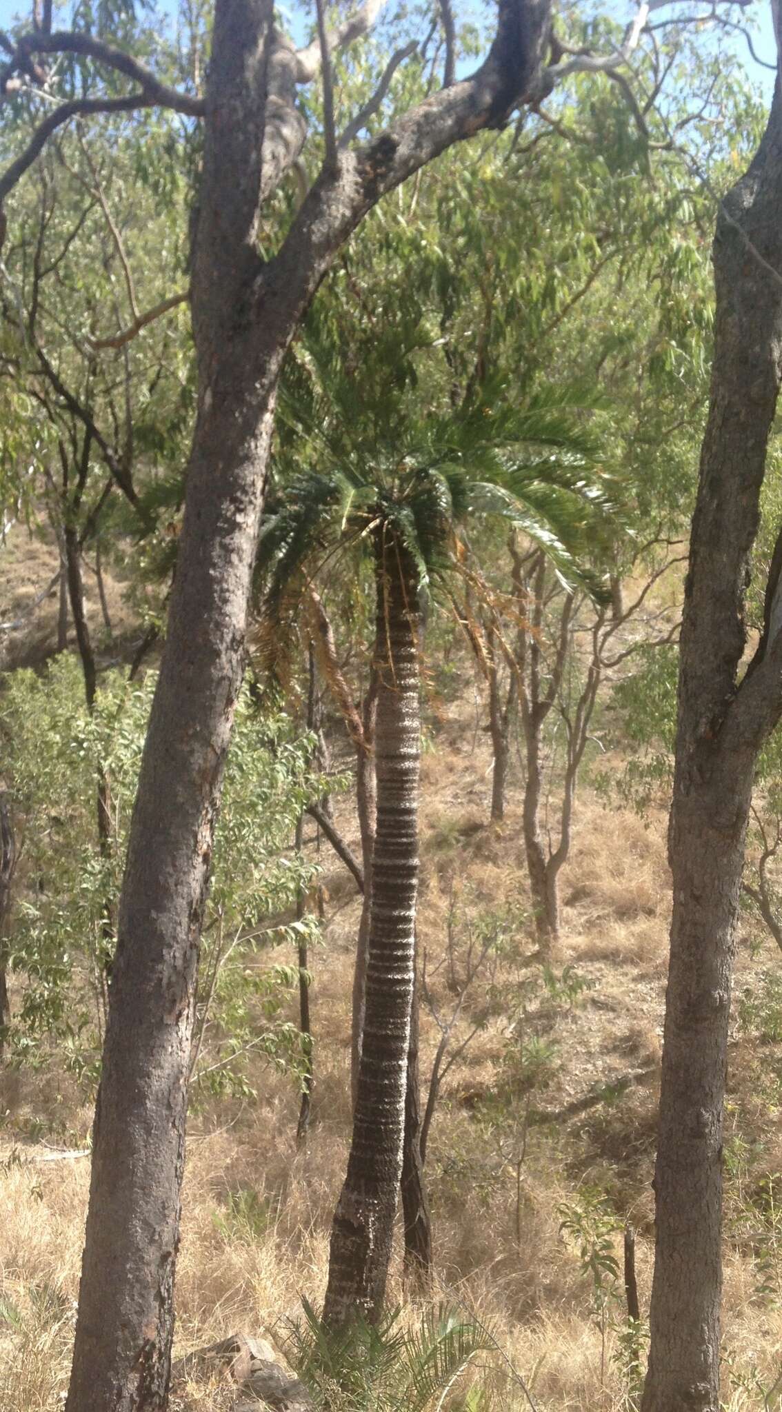 Image of Cycas megacarpa K. D. Hill