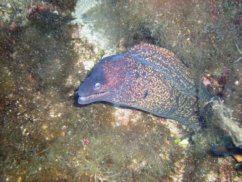 Image of moray, murry