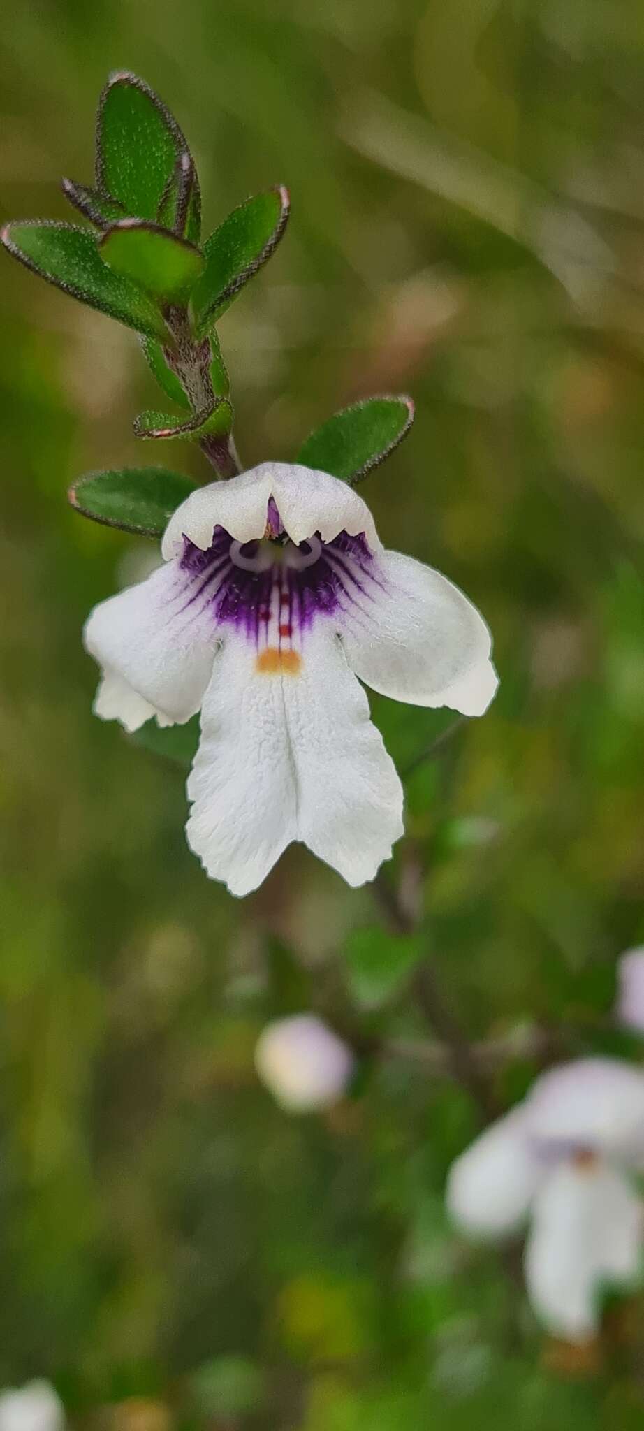 Image of Prostanthera saxicola R. Br.