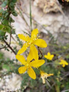 Image of Hypericum thymifolium Banks & Sol.