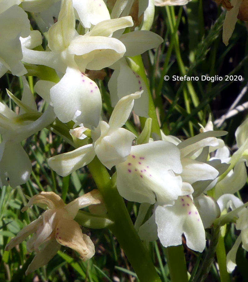 Слика од Orchis provincialis Balb. ex Lam. & DC.