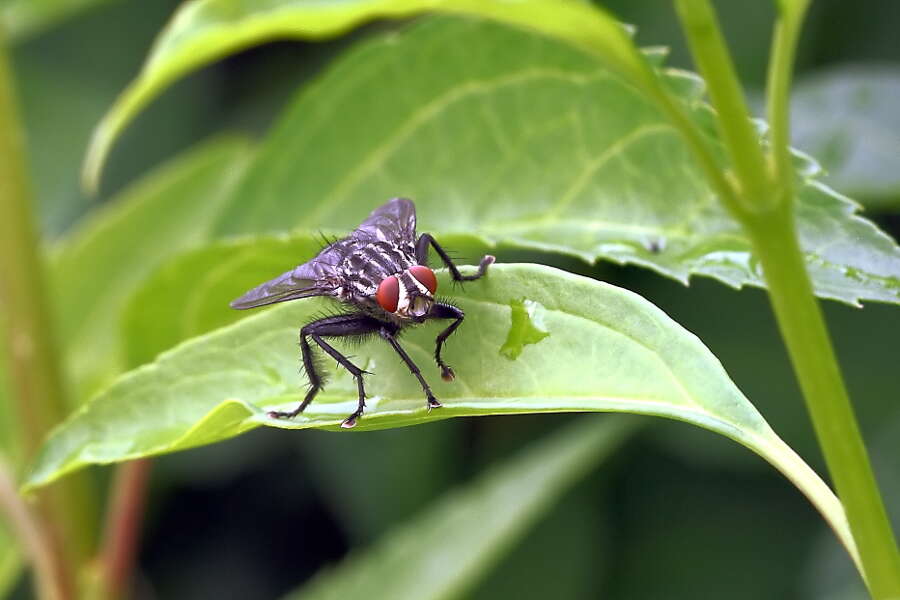 صورة Sarcophaga carnaria (Linnaeus 1758)