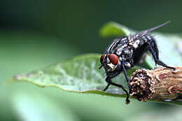 صورة Sarcophaga carnaria (Linnaeus 1758)