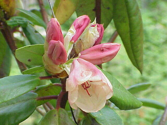 Imagem de Rhododendron campylocarpum Hook. fil.