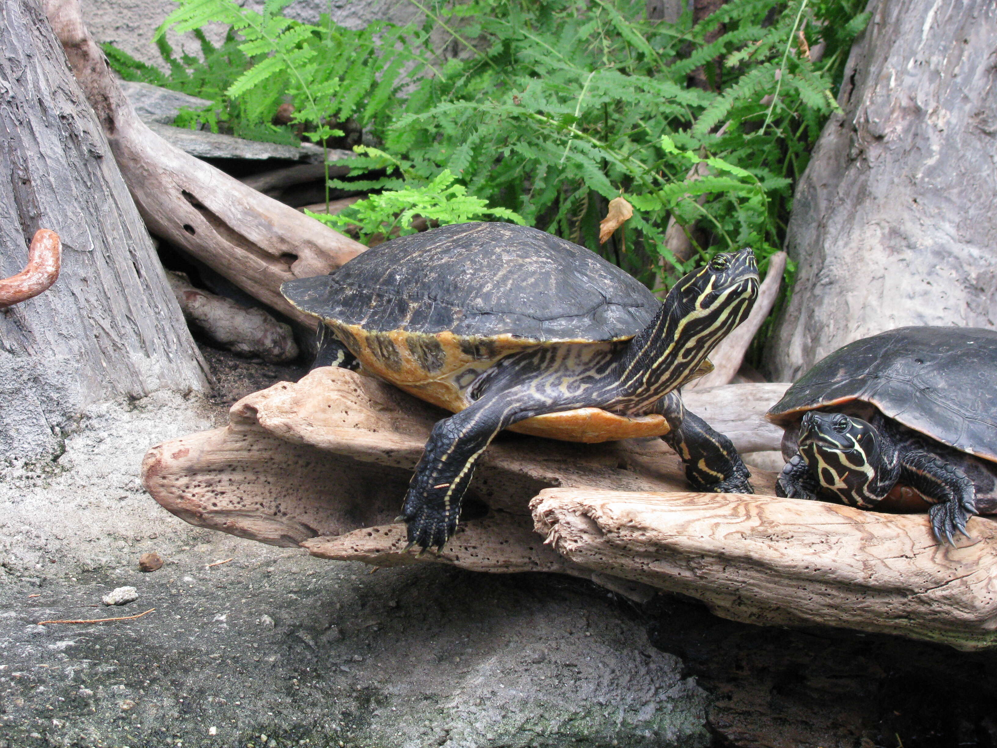 Image of yellow-bellied slider