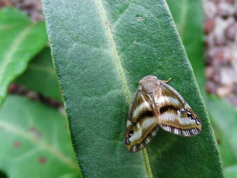 Image of Ricania simulans (Walker 1851)