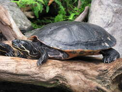 صورة Trachemys scripta scripta (Schoepff 1792)