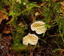 Image of Rimbachia bryophila (Pers.) Redhead 1984