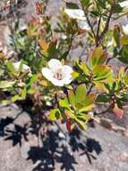 Image of Leptospermum turbinatum J. Thompson