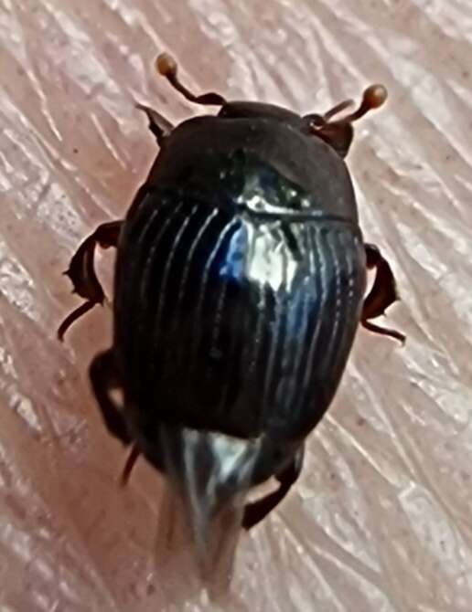 Image of Clown beetle