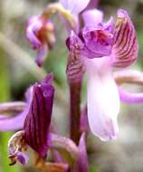 Image of Anacamptis morio subsp. syriaca (E. G. Camus) H. Kretzschmar, Eccarius & H. Dietr.