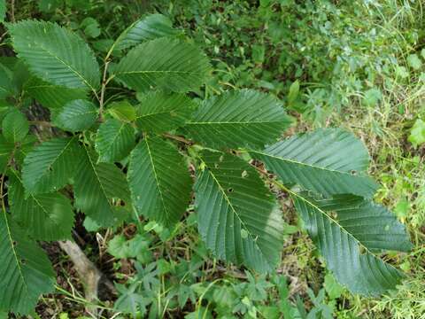 Sivun Ulmus davidiana var. japonica (Rehd.) Nakai kuva