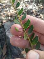 Image of Acacia hispidula (Sm.) Willd.