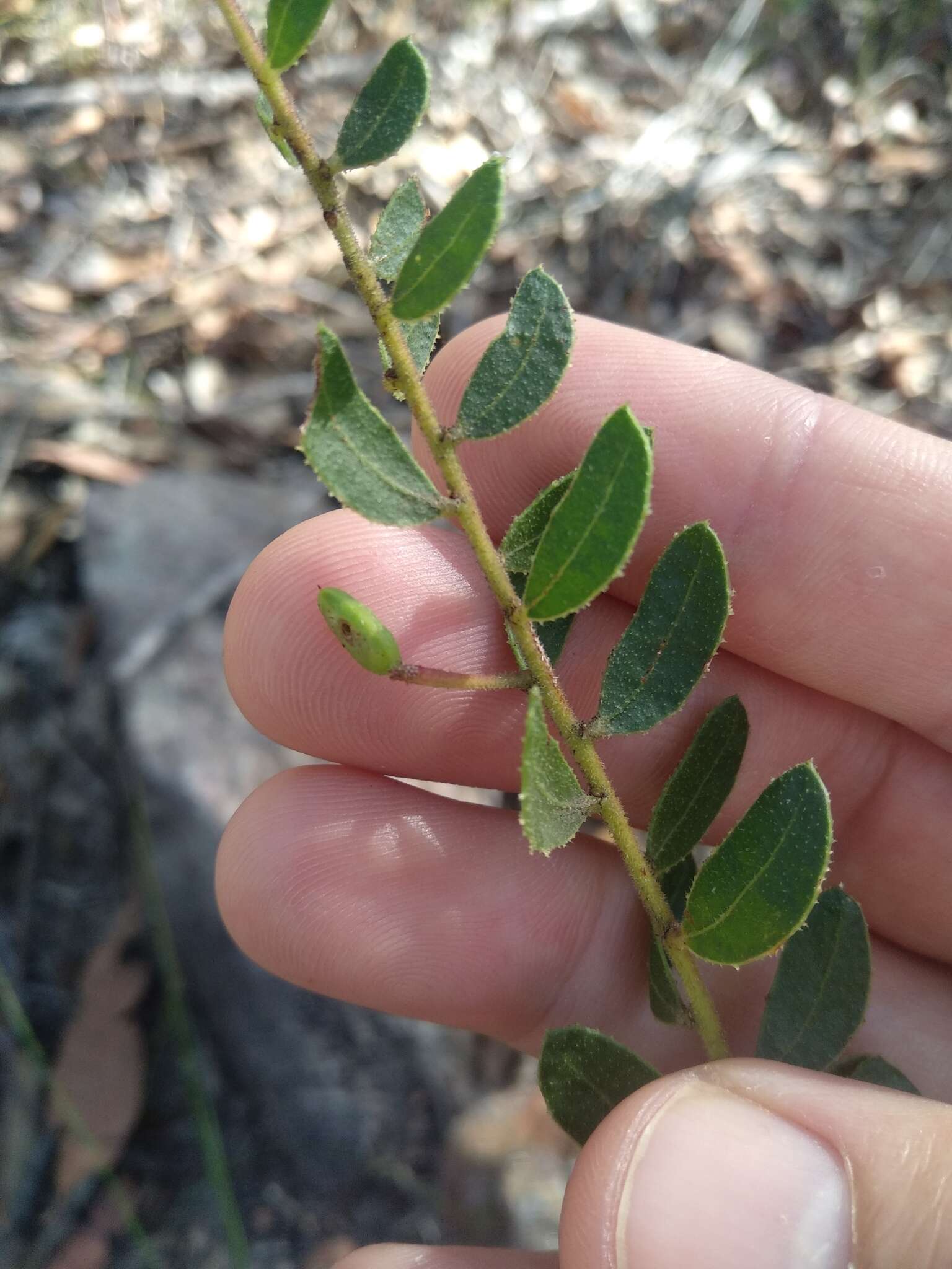 Image of Acacia hispidula (Sm.) Willd.