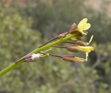 Image of Asian mustard