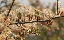 Image of Birch-leaf Mountain-mahogany