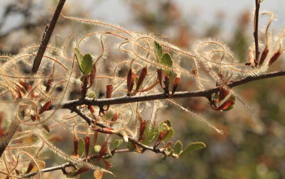 Cercocarpus montanus var. glaber (S. Wats.) F. L. Martin resmi