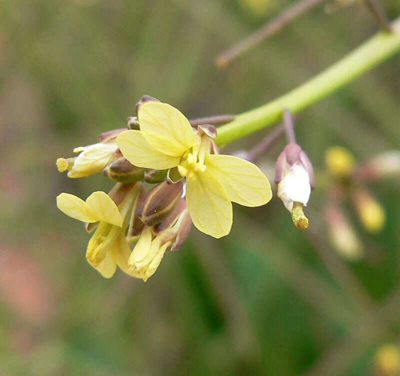 Image of Asian mustard