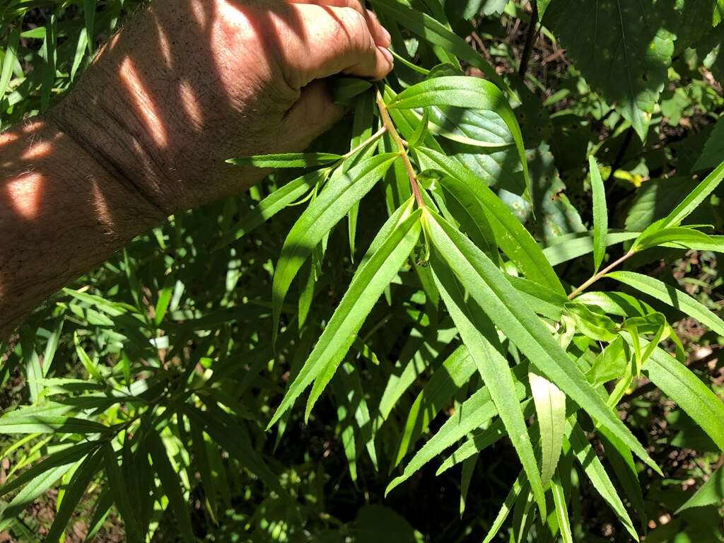 Myoporum betcheanum L. S. Smith resmi