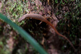 Image of Highland Forest Skink