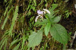 Image of Hydrangea densifolia (C. F. Wei) Y. De Smet & Granados