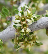 Image of desert almond