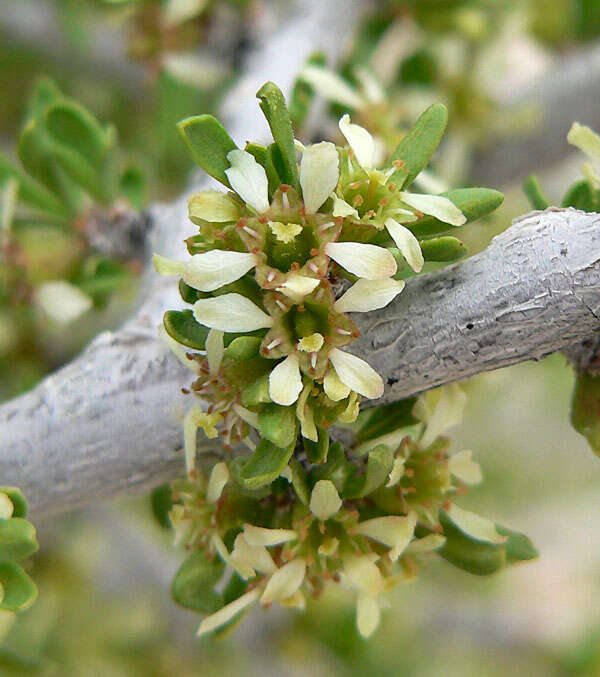 Image of desert almond