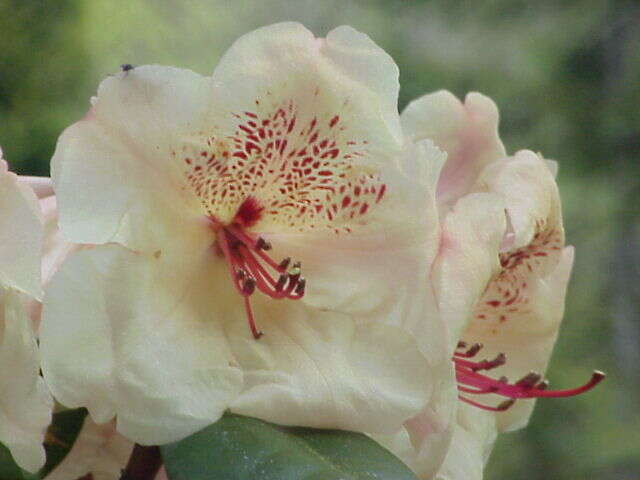 Imagem de Rhododendron campylocarpum Hook. fil.