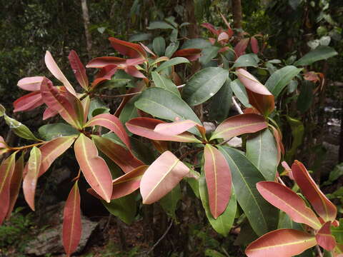 Image of Palaquium galactoxylum (F. Muell.) H. J. Lam