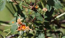 Image of Phragmidium rosae-multiflorae Dietel 1905