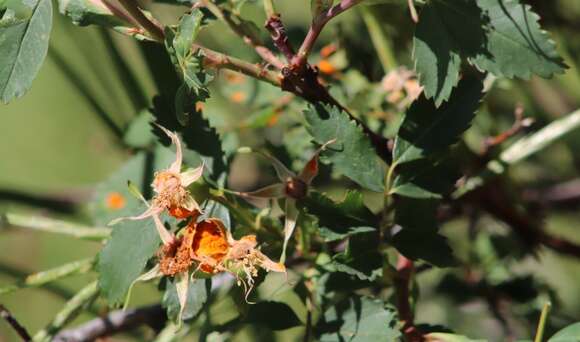 صورة Phragmidium rosae-multiflorae Dietel 1905