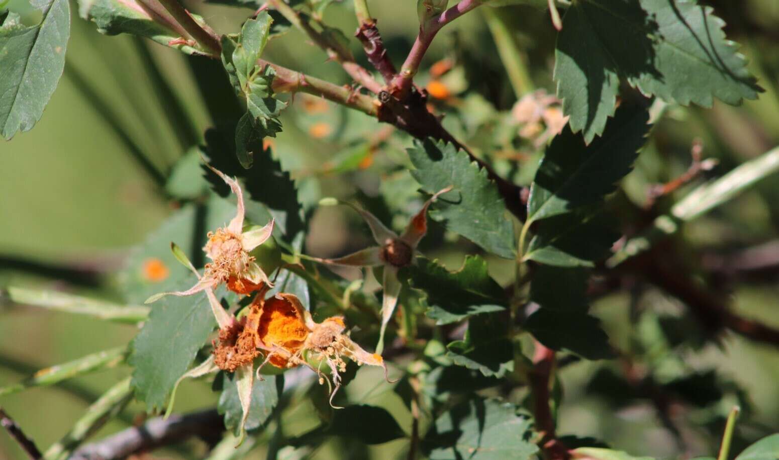 صورة Phragmidium rosae-multiflorae Dietel 1905