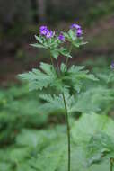 Image of Wood Crane's-bill