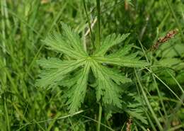 Image of Wood Crane's-bill