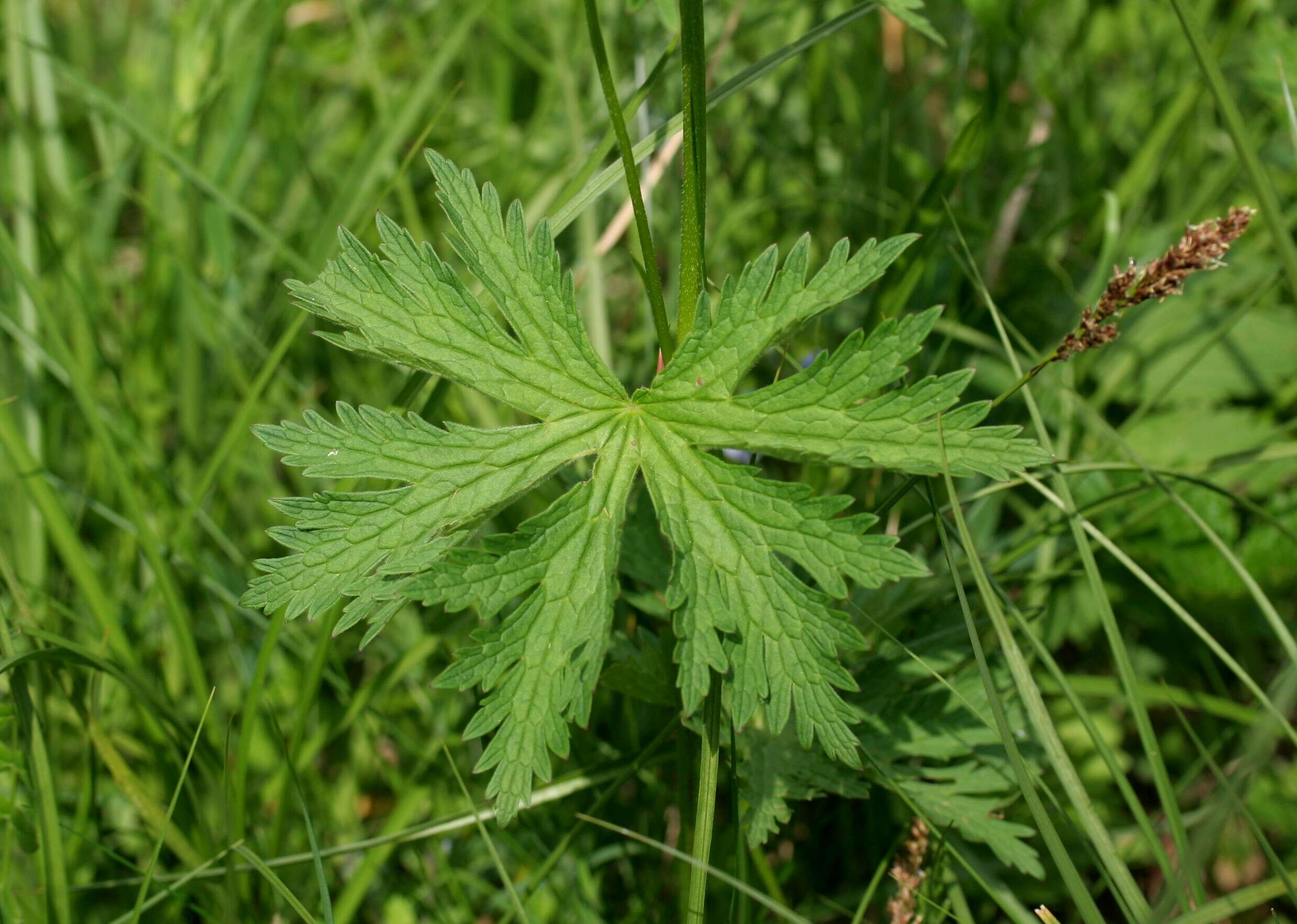 Image of Wood Crane's-bill